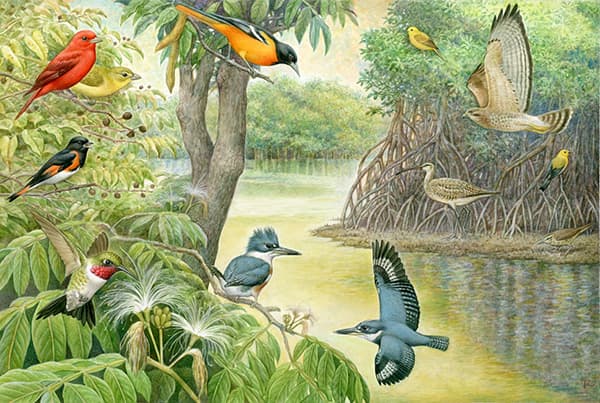 Exposición temporal “Plumas y lápices. Ilustraciones de J. Fernando Zeledón”